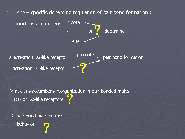 Ø site – specific dopamine regulation of pair bond formation : core nucleus accumbens