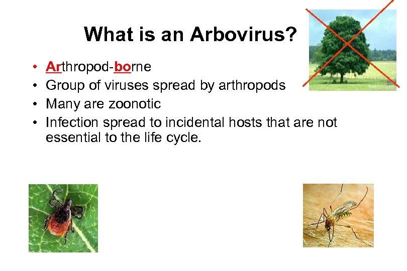 What is an Arbovirus? • • Arthropod-borne Group of viruses spread by arthropods Many