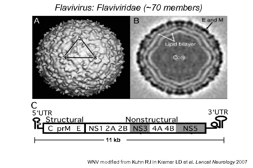 Flavivirus: Flaviviridae (~70 members) 11 kb WNV modified from Kuhn RJ in Kramer LD