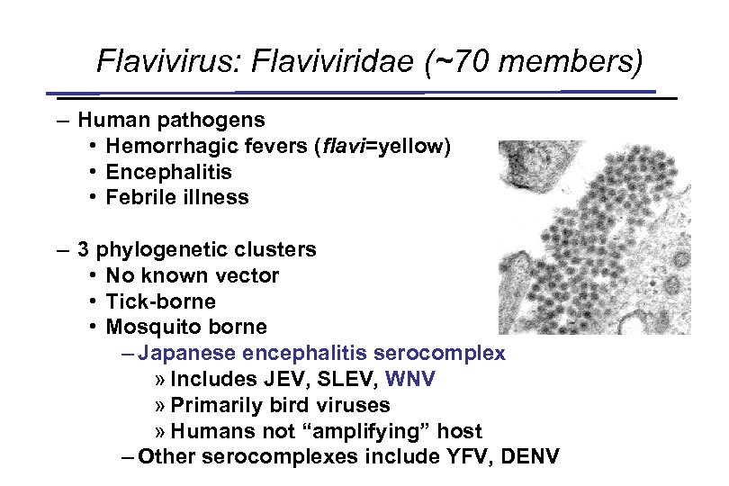 Flavivirus: Flaviviridae (~70 members) – Human pathogens • Hemorrhagic fevers (flavi=yellow) • Encephalitis •