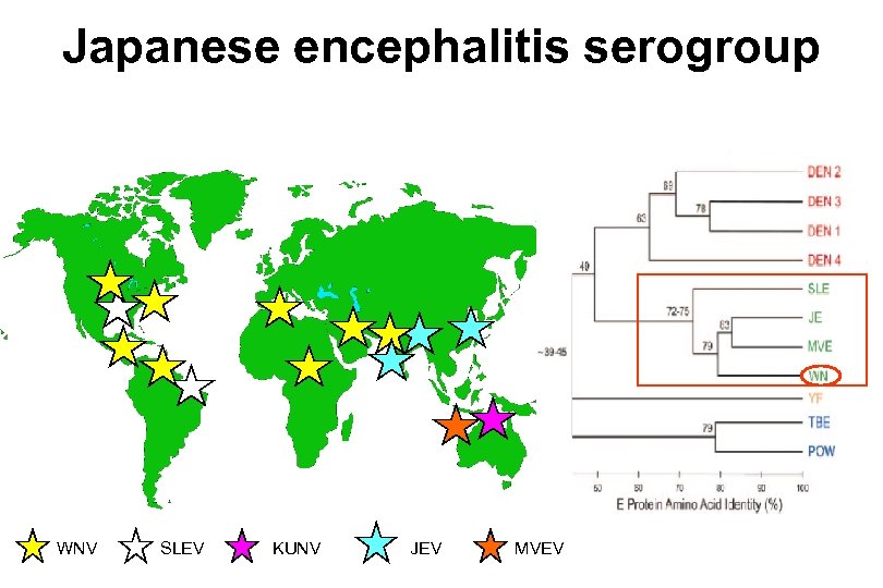 Japanese encephalitis serogroup WNV SLEV KUNV JEV MVEV 