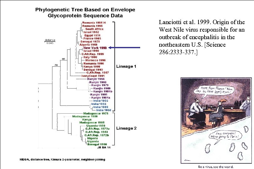 Lanciotti et al. 1999. Origin of the West Nile virus responsible for an outbreak