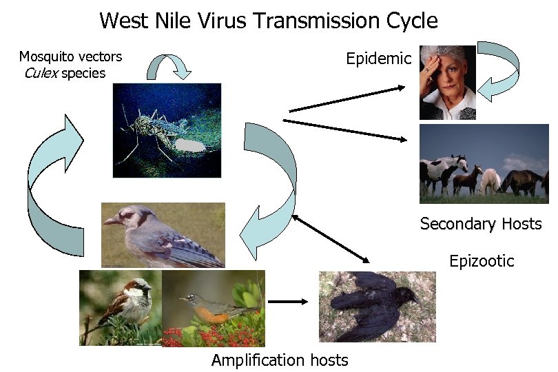 West Nile Virus Transmission Cycle Mosquito vectors Culex species Epidemic Secondary Hosts H Epizootic