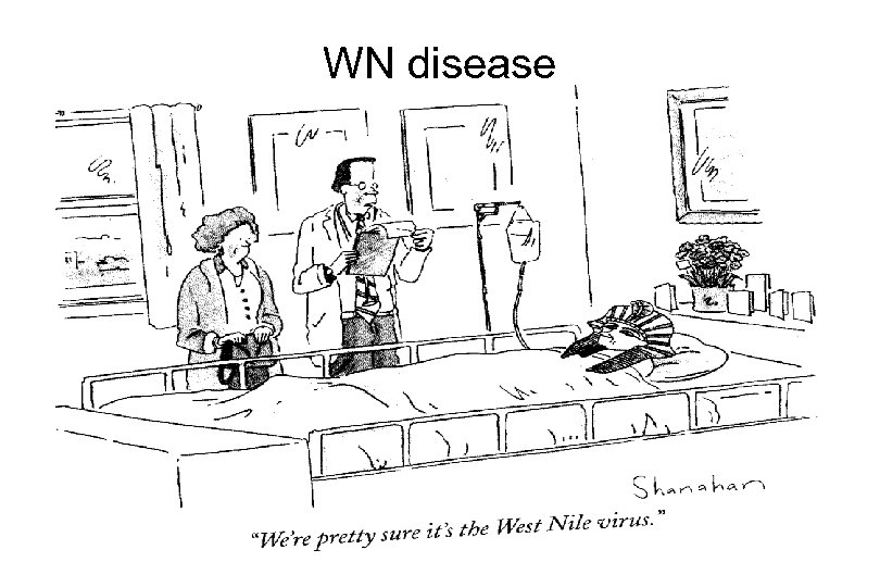 WN disease 