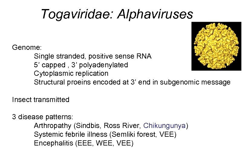 Togaviridae: Alphaviruses Genome: Single stranded, positive sense RNA 5’ capped , 3’ polyadenylated Cytoplasmic