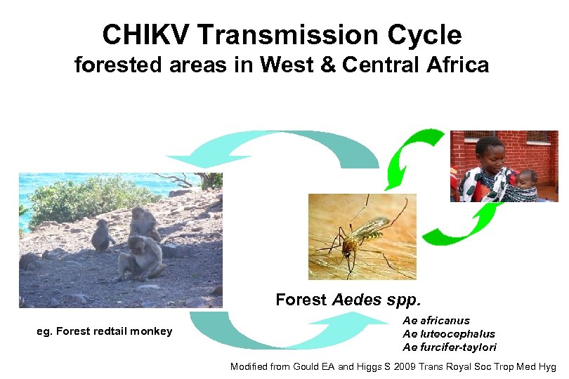 CHIKV Transmission Cycle forested areas in West & Central Africa Forest Aedes spp. eg.