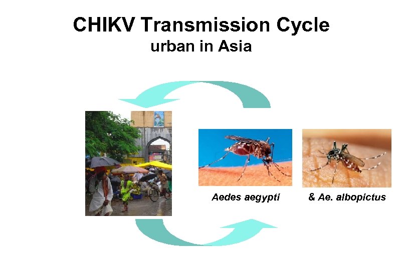 CHIKV Transmission Cycle urban in Asia Aedes aegypti & Ae. albopictus 