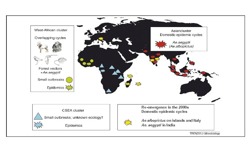 Re-emergence in the 2000 s Domestic epidemic cycles Ae albopictus on islands and Italy