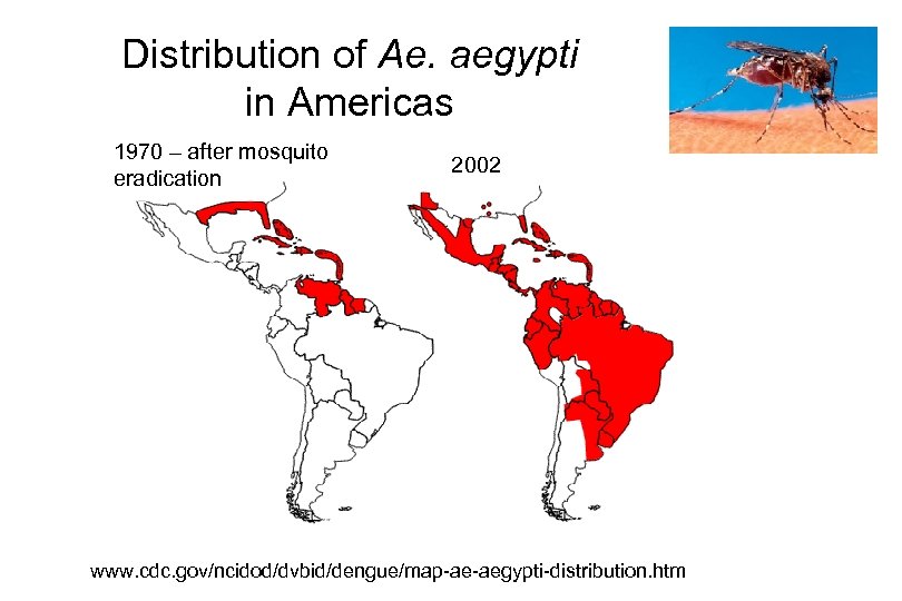 Distribution of Ae. aegypti in Americas 1970 – after mosquito eradication 2002 www. cdc.