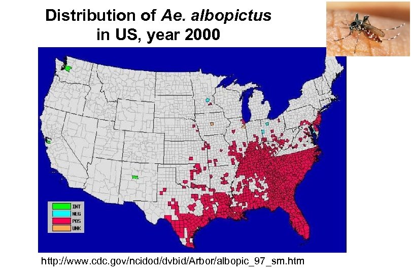 Distribution of Ae. albopictus in US, year 2000 http: //www. cdc. gov/ncidod/dvbid/Arbor/albopic_97_sm. htm 