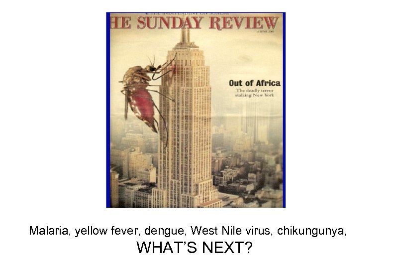 Malaria, yellow fever, dengue, West Nile virus, chikungunya, WHAT’S NEXT? 