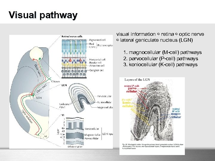 Visual pathway visual information ⇨ retina ⇨ optic nerve ⇨ lateral geniculate nucleus (LGN)