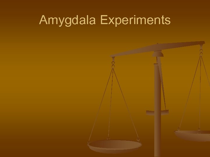 Amygdala Experiments 