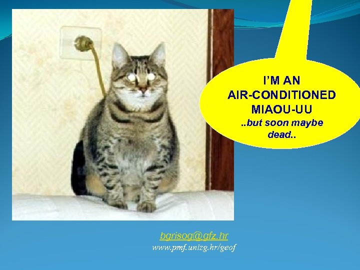 I’M AN AIR-CONDITIONED MIAOU-UU. . but soon maybe dead. . bgrisog@gfz. hr www. pmf.