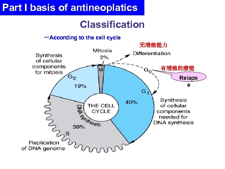 Part I basis of antineoplatics Classification －According to the cell cycle 无增殖能力 有增殖的潜能 Relaps