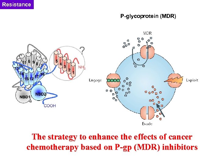 Resistance P-glycoprotein (MDR) The strategy to enhance the effects of cancer chemotherapy based on