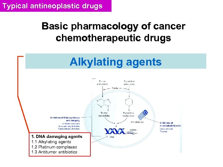 Typical antineoplastic drugs Basic pharmacology of cancer chemotherapeutic drugs Alkylating agents 1. DNA damaging