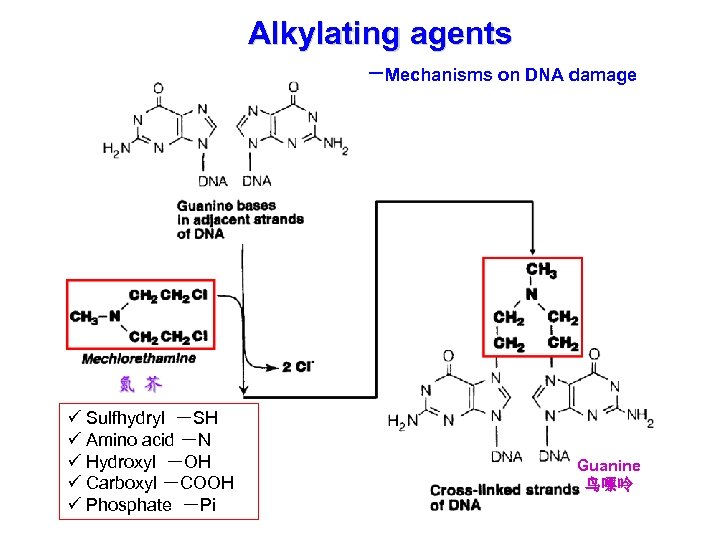 Alkylating agents －Mechanisms on DNA damage ü Sulfhydryl －SH ü Amino acid －N ü