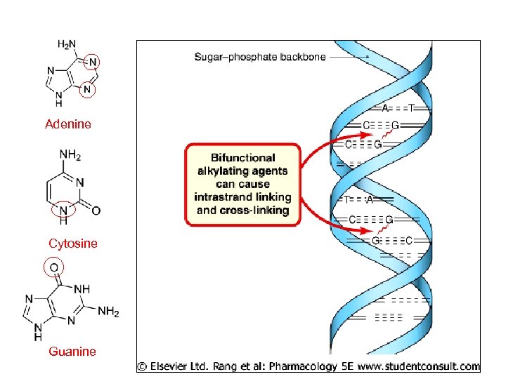 Adenine Rang 50. 4 Cytosine Guanine 