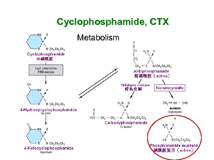 Cyclophosphamide, CTX Metabolism 