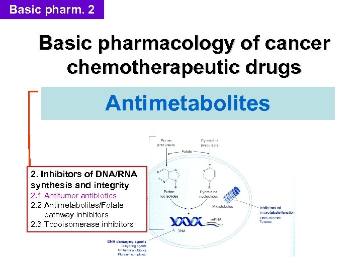 Basic pharm. 2 Basic pharmacology of cancer chemotherapeutic drugs Antimetabolites 2. Inhibitors of DNA/RNA