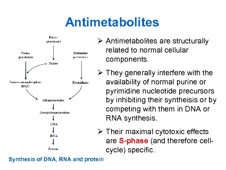 Antimetabolites Ø Antimetabolites are structurally related to normal cellular components. Ø They generally interfere