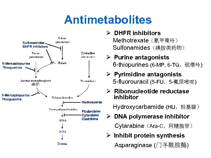 Antimetabolites Ø DHFR inhibitors Methotrexate（氨甲喋呤） Sulfonamides（磺胺类药物） Ø Purine antagonists 6 -thiopurines (6 -MP, 6