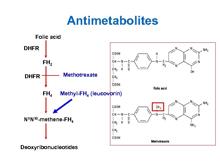 Antimetabolites Folic acid DHFR FH 2 Methotrexate DHFR FH 4 Methyl-FH 4 (leucovorin) N