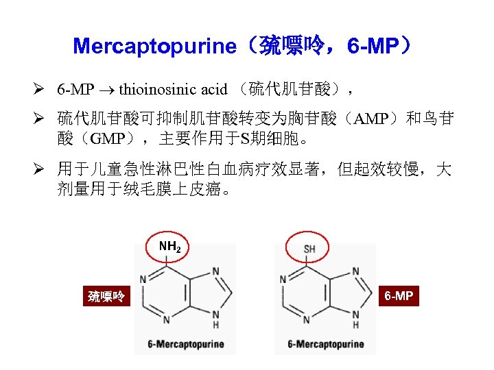 Mercaptopurine（巯嘌呤，6 -MP） Ø 6 -MP thioinosinic acid （硫代肌苷酸）， Ø 硫代肌苷酸可抑制肌苷酸转变为胸苷酸（AMP）和鸟苷 酸（GMP），主要作用于S期细胞。 Ø 用于儿童急性淋巴性白血病疗效显著，但起效较慢，大 剂量用于绒毛膜上皮癌。