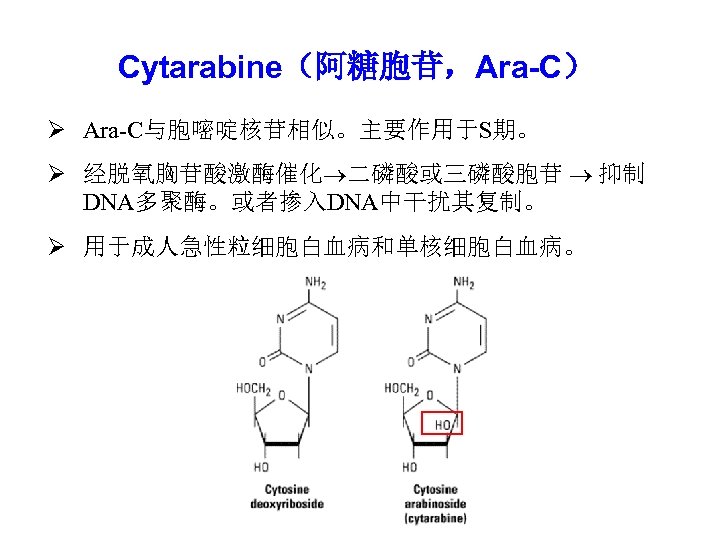 Cytarabine（阿糖胞苷，Ara-C） Ø Ara-C与胞嘧啶核苷相似。主要作用于S期。 Ø 经脱氧胸苷酸激酶催化 二磷酸或三磷酸胞苷 抑制 DNA多聚酶。或者掺入DNA中干扰其复制。 Ø 用于成人急性粒细胞白血病和单核细胞白血病。 