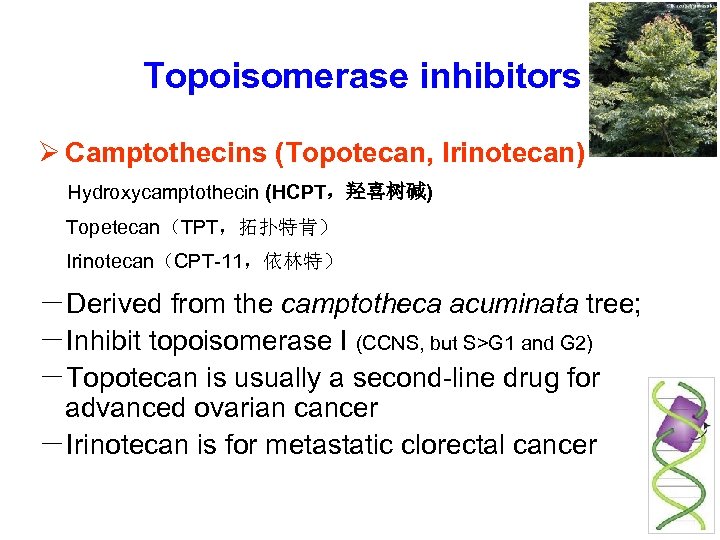 Topoisomerase inhibitors Ø Camptothecins (Topotecan, Irinotecan) Hydroxycamptothecin (HCPT，羟喜树碱) Topetecan（TPT，拓扑特肯） Irinotecan（CPT-11，依林特） －Derived from the camptotheca