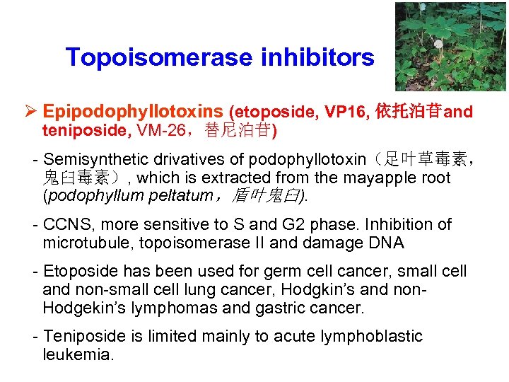 Topoisomerase inhibitors Ø Epipodophyllotoxins (etoposide, VP 16, 依托泊苷and teniposide, VM-26，替尼泊苷) - Semisynthetic drivatives of