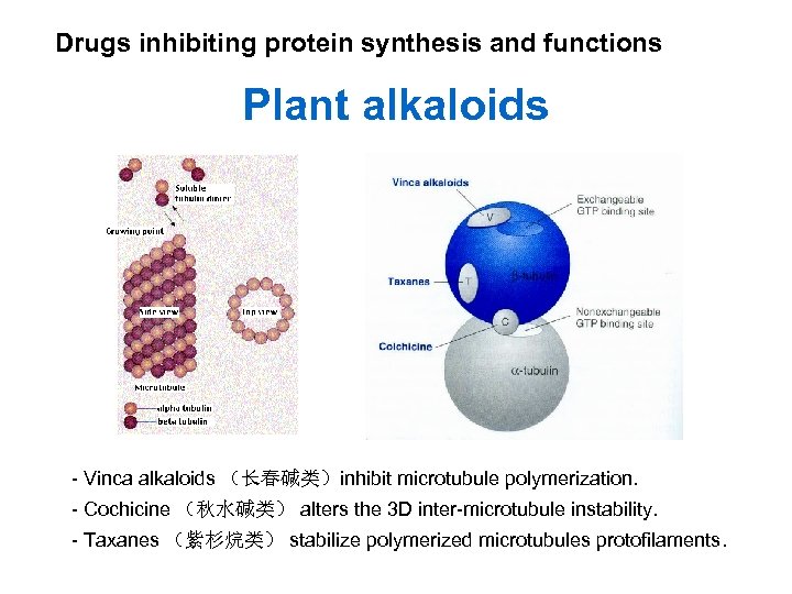 Drugs inhibiting protein synthesis and functions Plant alkaloids - Vinca alkaloids （长春碱类）inhibit microtubule polymerization.