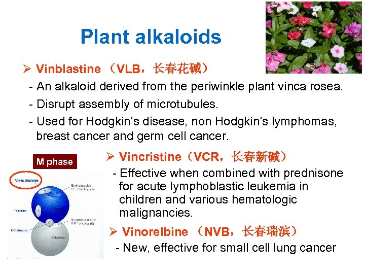 Plant alkaloids Ø Vinblastine （VLB，长春花碱） - An alkaloid derived from the periwinkle plant vinca