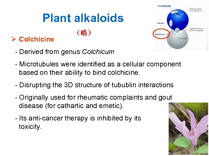 Plant alkaloids Ø Colchicine （略） - Derived from genus Colchicum - Microtubules were identified