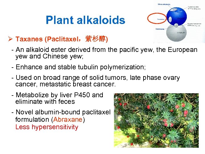 Plant alkaloids Ø Taxanes (Paclitaxel，紫杉醇) - An alkaloid ester derived from the pacific yew,