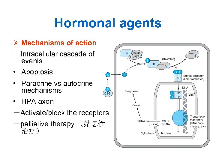 Hormonal agents Ø Mechanisms of action －Intracellular cascade of events • Apoptosis • Paracrine