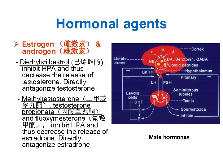 Hormonal agents Ø Estrogen （雌激素） & androgen（雄激素） - Diethylstilbestrol (已烯雌酚), inhibit HPA and thus