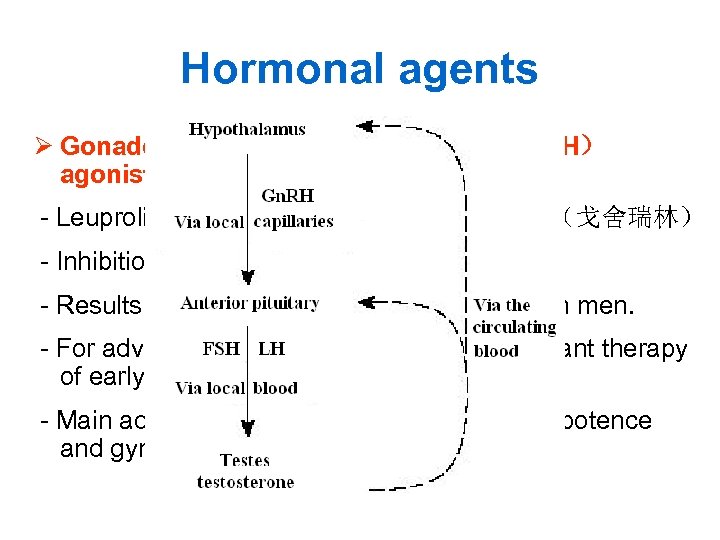 Hormonal agents Ø Gonadotropin-releasing hormone （Gn. RH） agonists - Leuprolide（醋酸亮丙瑞林） and goserelin（戈舍瑞林） - Inhibition