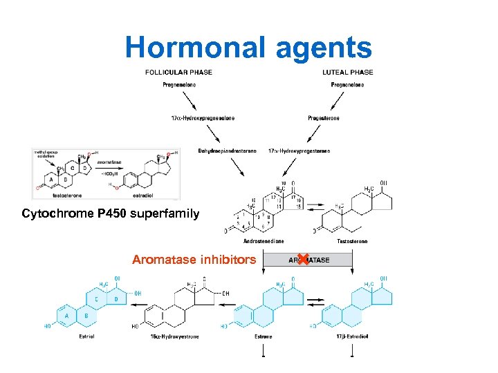 Hormonal agents Cytochrome P 450 superfamily Aromatase inhibitors × 