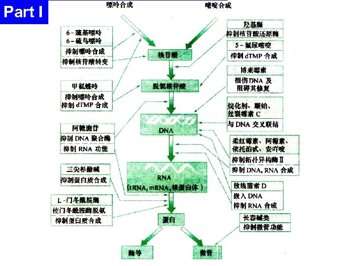 Part I basis of antineoplatics Classification －According to the biochemical mechanisms 