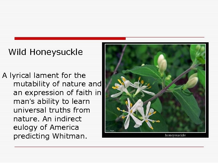 Wild Honeysuckle A lyrical lament for the mutability of nature and an expression of