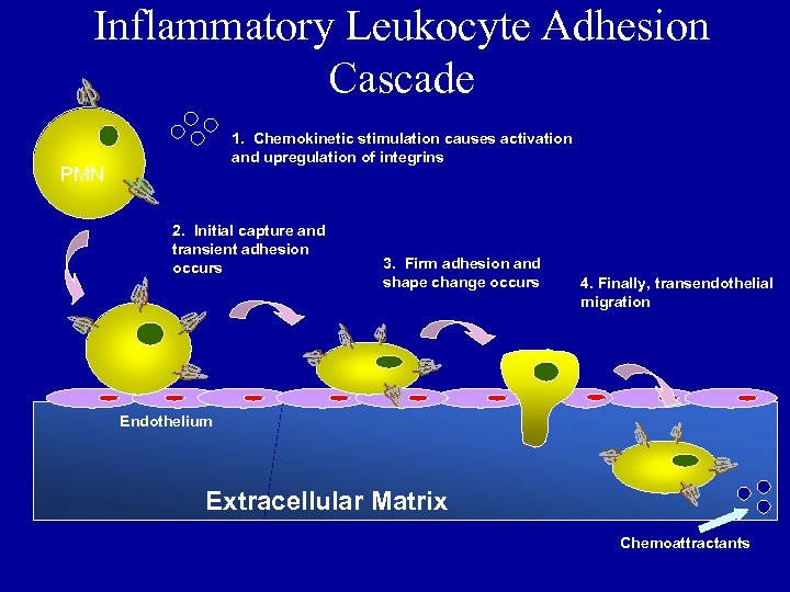 Inflammatory Leukocyte Adhesion Cascade 1. Chemokinetic stimulation causes activation and upregulation of integrins PMN