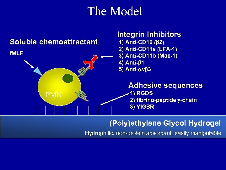 The Model Soluble chemoattractant: f. MLF Integrin Inhibitors: 1) Anti-CD 18 (b 2) 2)