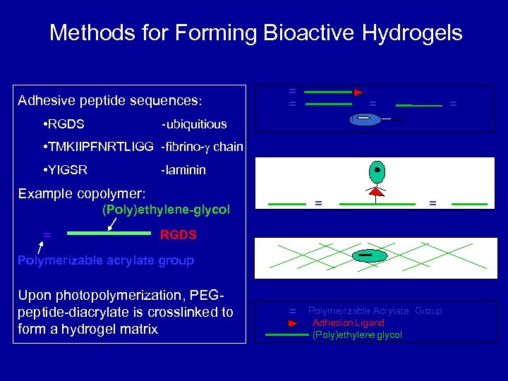 Methods for Forming Bioactive Hydrogels Adhesive peptide sequences: • RGDS = = -ubiquitious •
