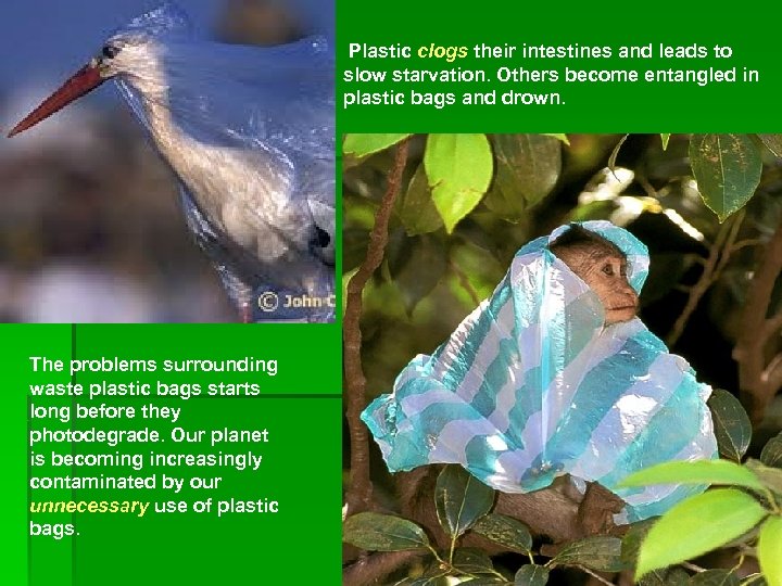 Plastic clogs their intestines and leads to slow starvation. Others become entangled in plastic