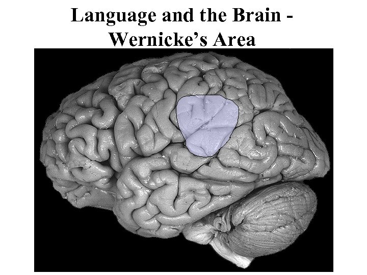 Language and the Brain Wernicke’s Area 