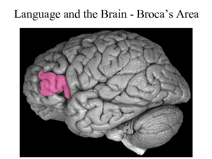 Language and the Brain - Broca’s Area 