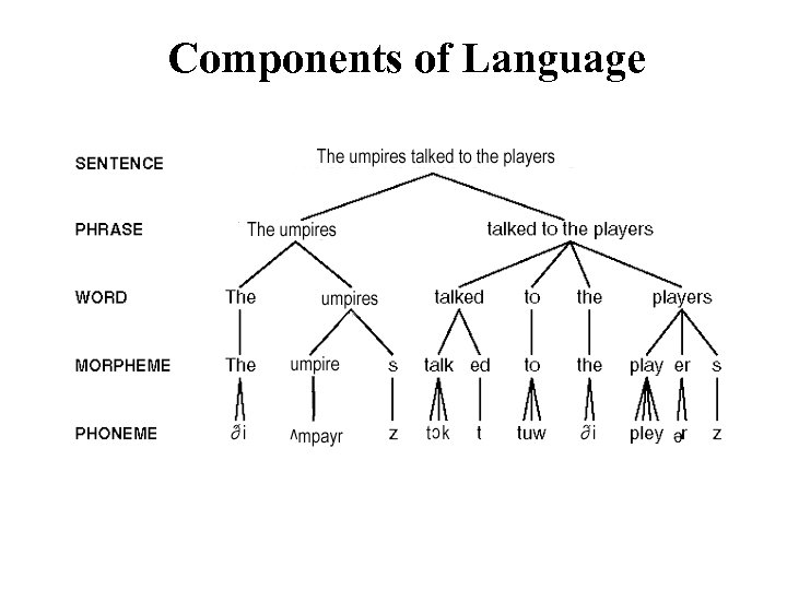 Components of Language 