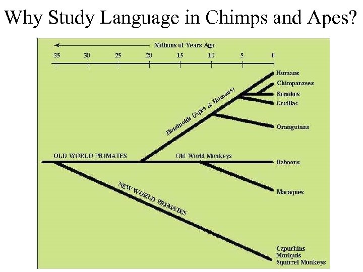 Why Study Language in Chimps and Apes? 